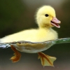 ducksayquack