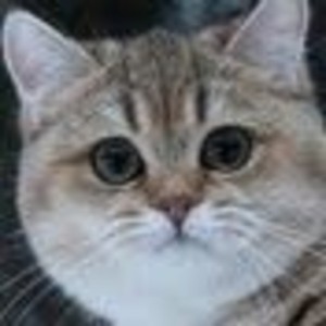 mervingtv Dota 2 стрим